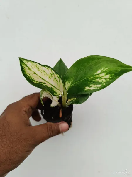 Aglaonema Combo Of  7 (Cochin peach, Red beauty, Thailand red, Red charm, Superwhite , Anjumani white, Favanion)