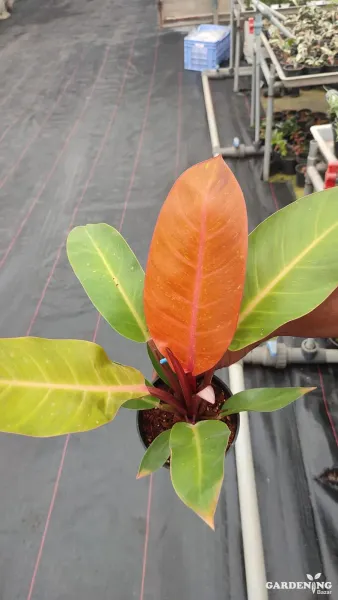 Philodendron orange splendor