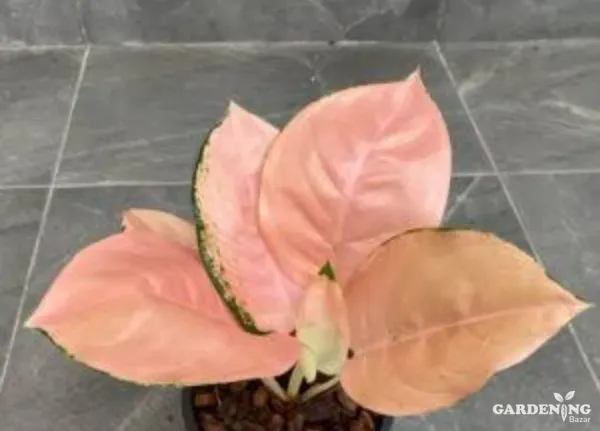 Aglaonema Pearl Of Melo