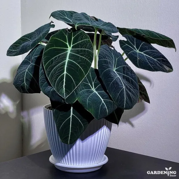 Alocasia Black Velvet