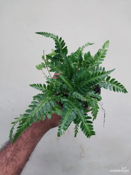 Variegated Holly Fern