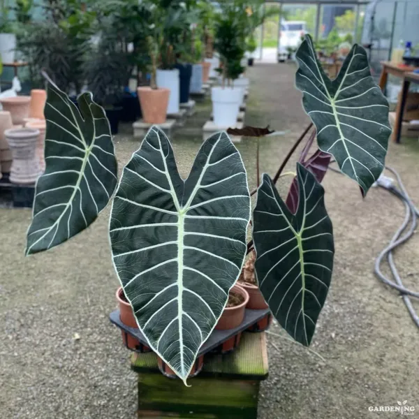 Premium Indoor Plants Combo (Pink Dragon, Melo, Grandis)