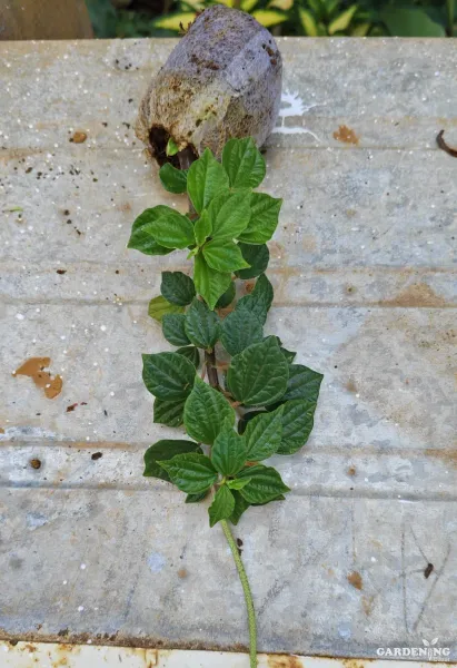 Fittonia 6 Combo and peperomia 6 Combo (Each different Plants)