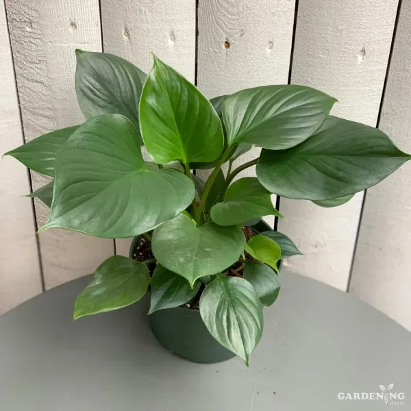 Exotic Combo Of 4 (Philodendron Sun Red, Ficus Elastica Tineke White, Homalomena Emerald Gem, Ficus Shiveriana)