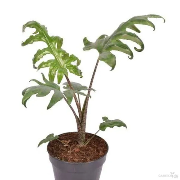 Premium Indoor Plants Combo (Brancifolio, Longiloba, Jacklyn, Cuculata)