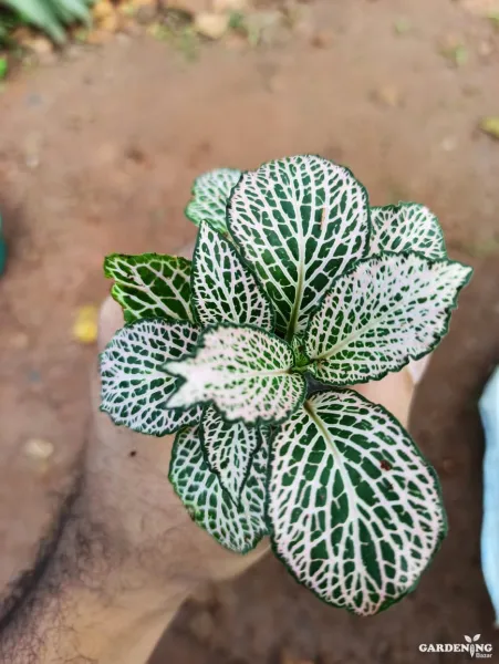 Fittonia  Combo Of  12