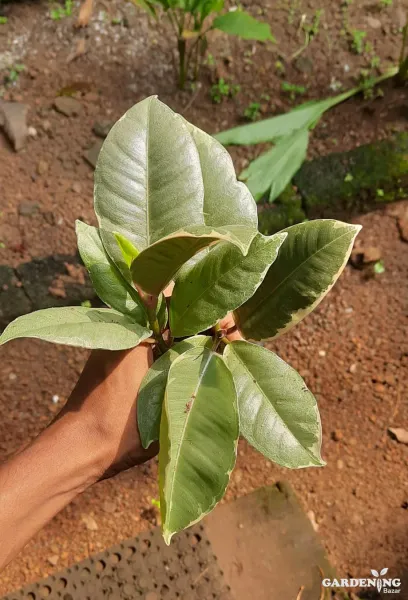 Ficus (rubber plant) red and green