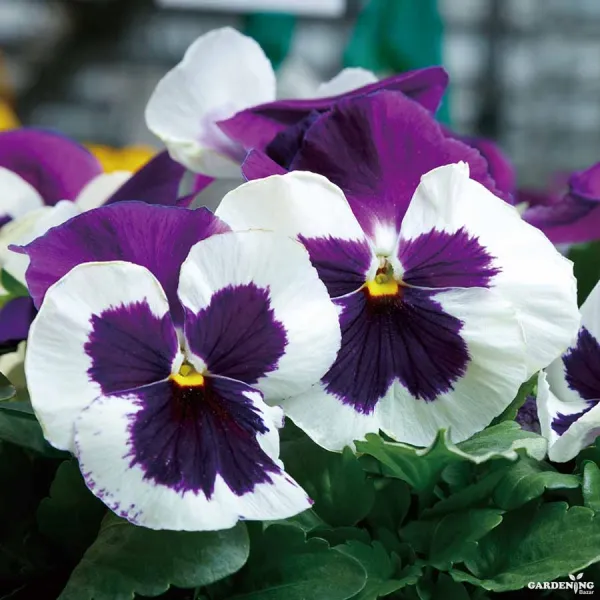 Pansy F1 Majestic Giants II Mix Qty(10)