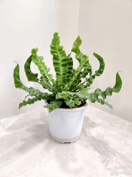 Asplenium crispy wave