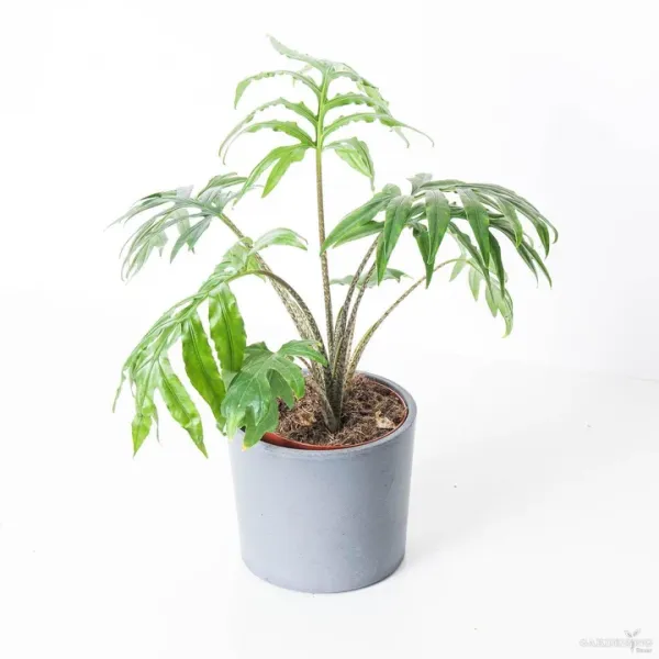 Premium Indoor Plants Combo (Brancifolio, Longiloba, Jacklyn, Cuculata)