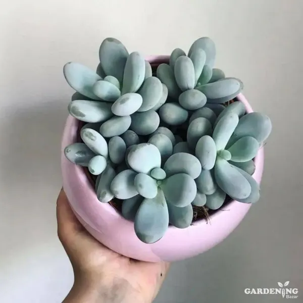 Mini Succulent combo of 12 Plants (Jade Plant, Jade Plant Elephant Bush, Kalanchoe Blossfeldiana, Echeveria Devotion, Moon Stone, English Ivy, String Of Pearls, String Of Tears, Topsy Turvy, Red campfire, Laxmi Kamal)