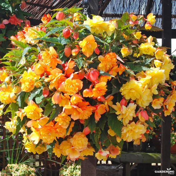 Premium Winter Flower Seeds Combo [Dianthus Floral Lace Mix(10), Pansy F1 Maj.Gts.II Mix(10), Begonia Thy Illumination Mix(10)]