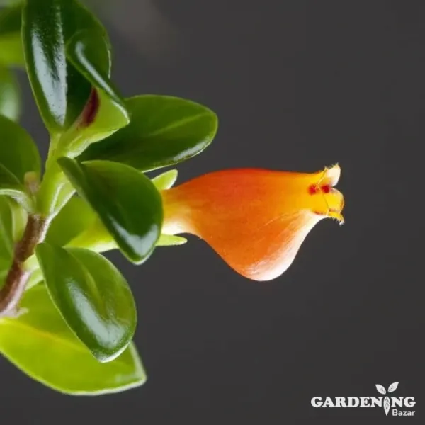 Gold Fish Lipstick Plant