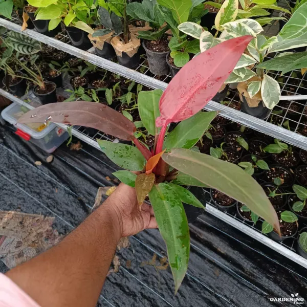 Exotic Philodendron Colorful Collection (Philodendron Sun Red, Philodendron Orange Princess, Philodendron Ring of Fire Variegated, Pink Princess Philodendron)