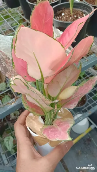 Aglaonema Diamond Red