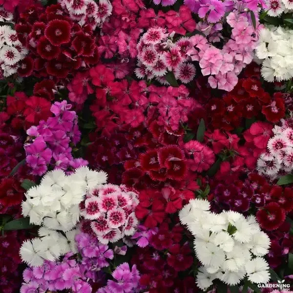 Premium Winter Flower Seeds Combo [Mesembryanthemum Ice Plant(10), Verbena(10), Bellis(10), Dianthus & Pansy(10)]