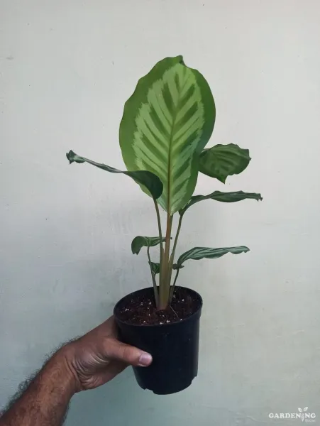 Calathea Cora