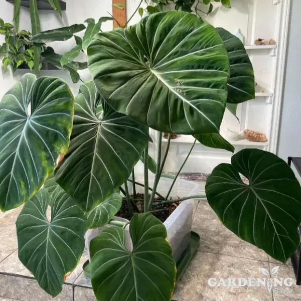 Philodendron Gloriosum