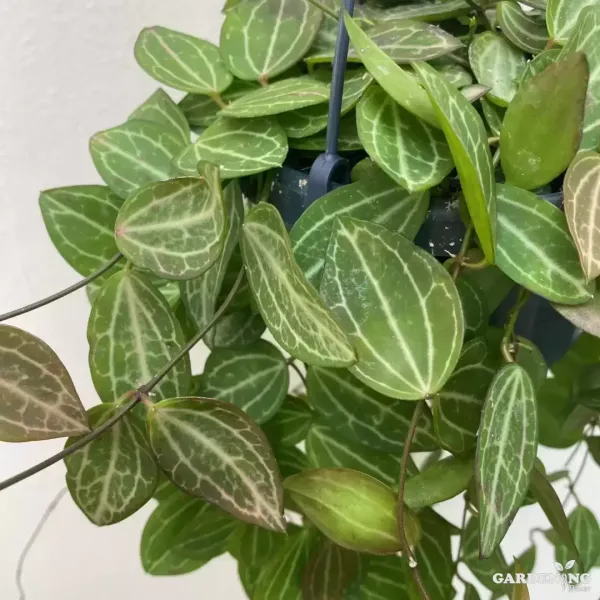 Dischidia ovata