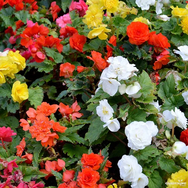 Begonia Thy Illumination Mix Qty(05)