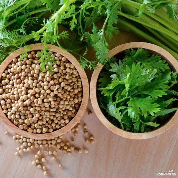 Coriander Seeds (Dhaniya) Qty (150-200)