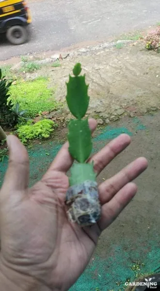 Xmas Cactus Combo Of 6