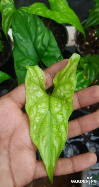 Cercestis mirabilis Rare
