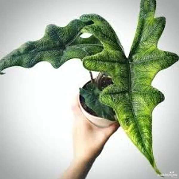 Jacklyn (Aglaonema ‘Jacklyn’)