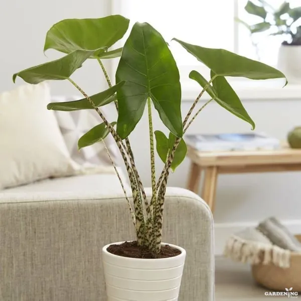 Alocasia Zebrina