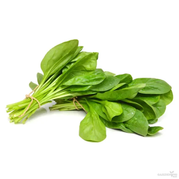 Spinach Seeds (Paalak) Qty (150-200)