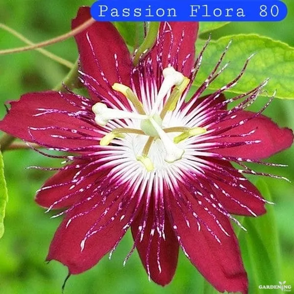 Passion Flower / krishna kamal Red