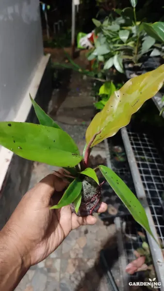 Philodendron 'Choco Empress'