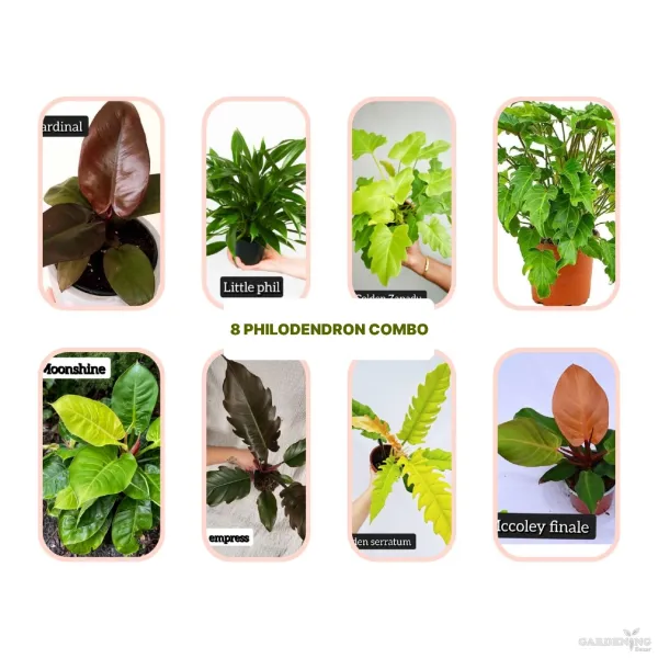 Philodendron Combo of 8