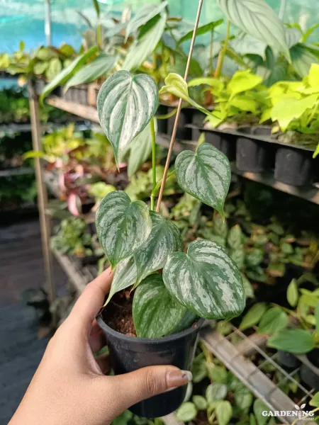 Philodendron Brandtianum