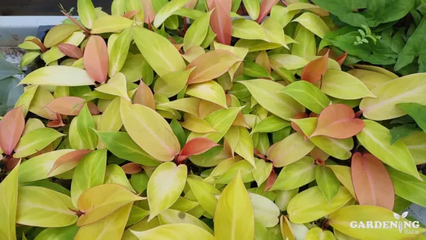 Philodendron orange splendor