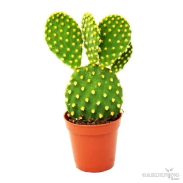 Mini Bunny Cacti Combo Of 3 Plants (Yellow Bunny Ear, White Bunny Ear, Red Bunny Ear)