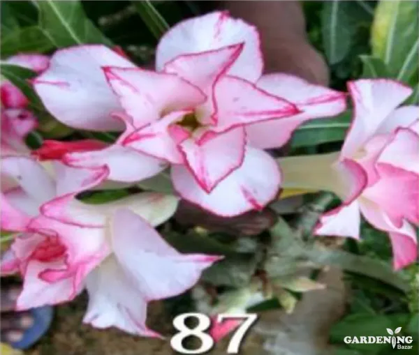 Grafted Adenium Obesum R87