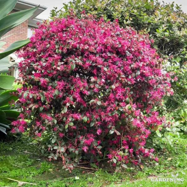 Chinese Fringe Flower