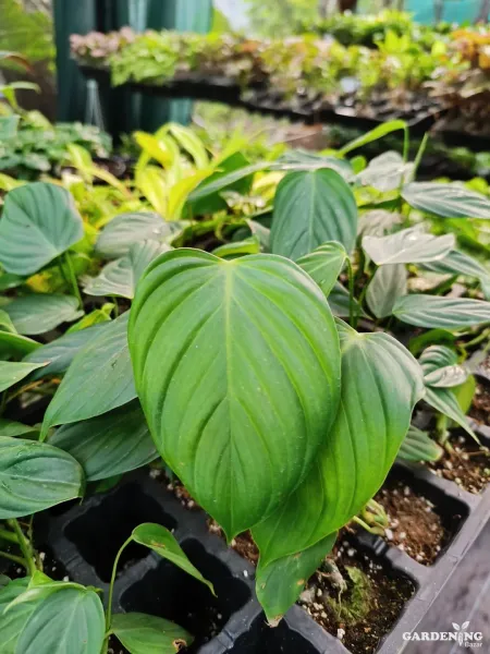 Philodendron Nangaritense