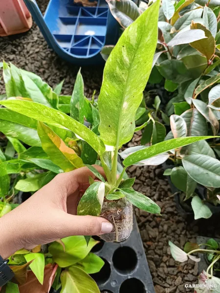 Ring of Fire Premium Variegated Rare