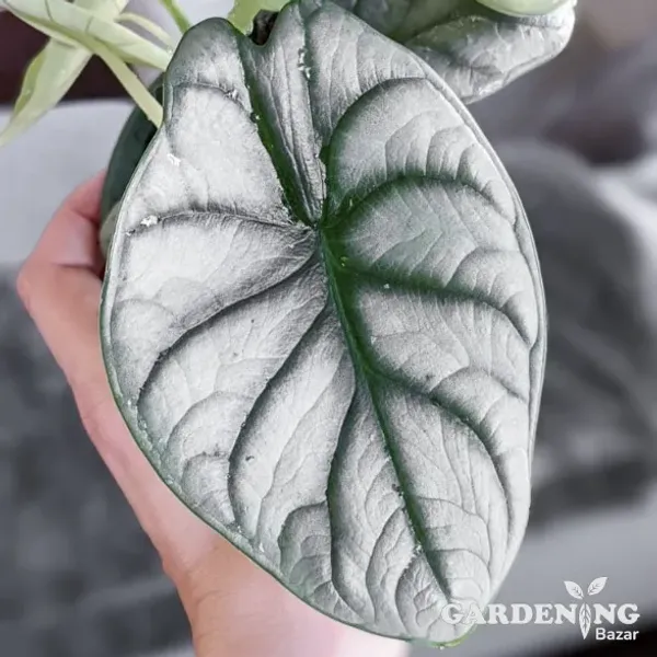 Silver Dragon Alocasia