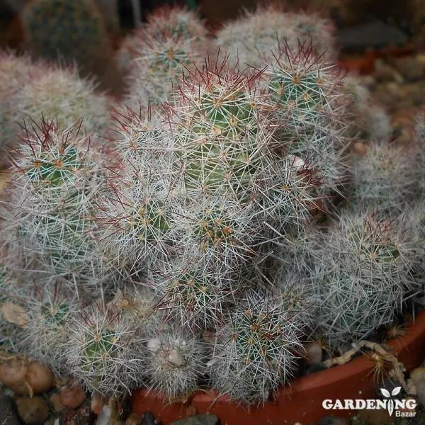 Mini Cacti Combo Of 9 Plants (Mammillaria Zeilmanniana, Echinopsis Chamaecereus, Sulcorebutia, Echinopsis Tubiflora, Fairy Castle, White Bunny Ear,  Mammillaria Elongata, Mammillaria Prolifera, Red Bunny Ear)