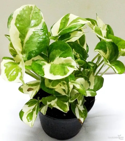 Pothos Money Plant Variegated