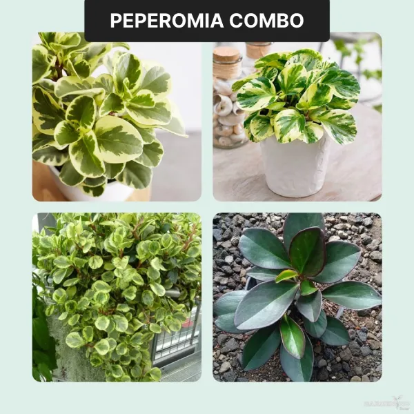 Peperomia Obtusifolia Combo of 4