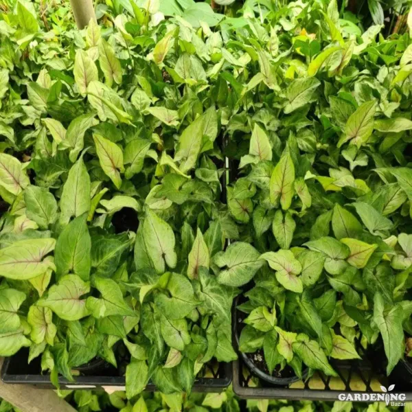 Syngonium 'Yami Red'