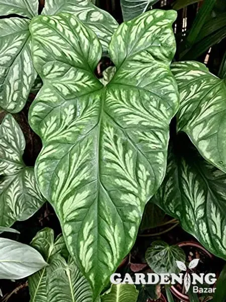 Cercestis mirabilis Rare