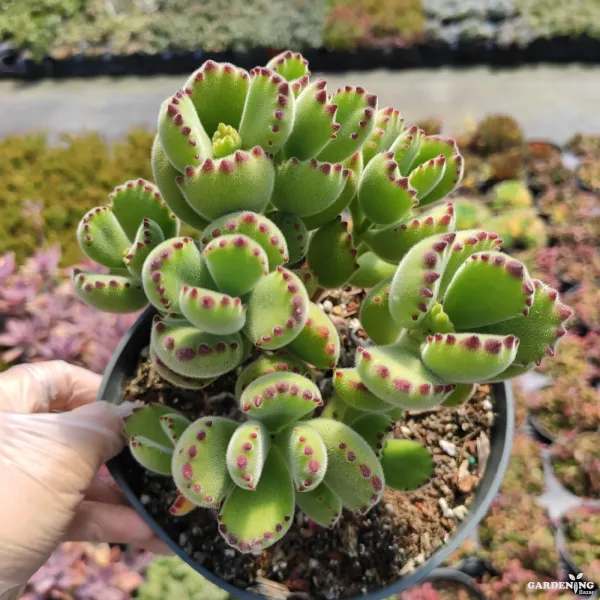 Tomentosa Bears Paw with 3" Pot