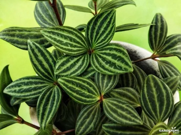 Parallel Peperomia