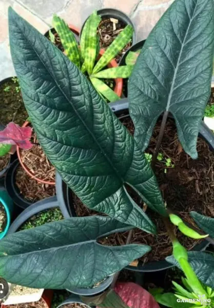 Alocasia Scalprum