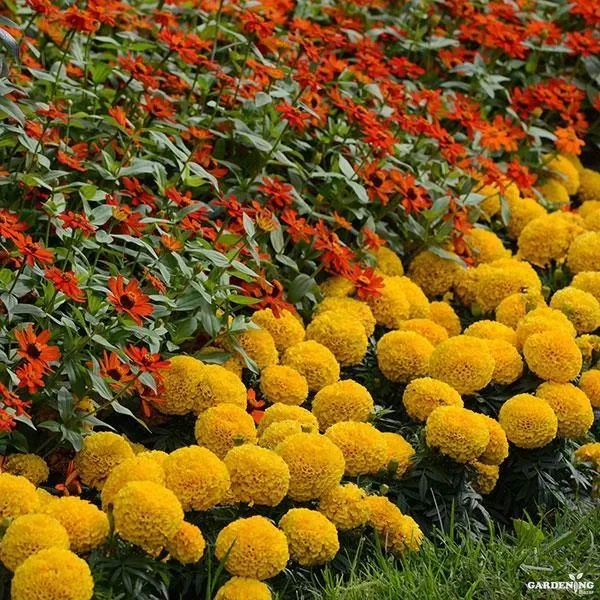 African Marigold Taishan Mix Qty(10)
